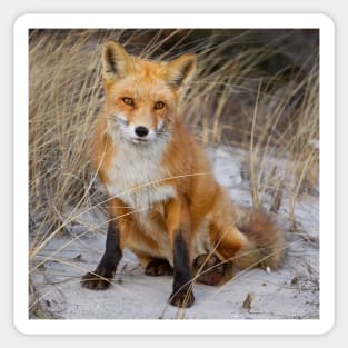 Red Fox Sitting Sticker
